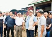 Panen Raya Pedet Bersama Rachmat Gobel, Pemda Boalemo Tingkatkan Ekonomi Peternak